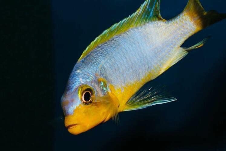 Maylandia aurora 'Mala Point'